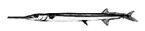 Tylosurus acus imperialis_01 (Clave).jpg